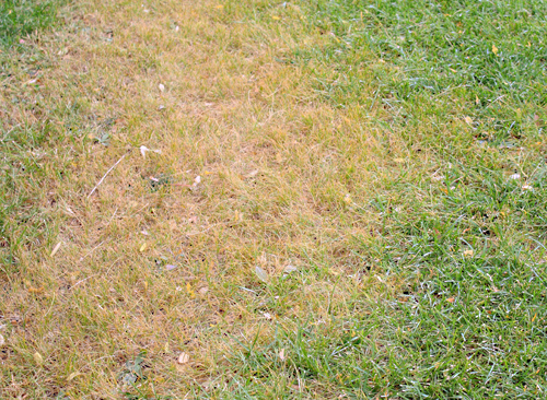 Mit diesen Gadgets zum grünen Daumen | Swisscom Magazin