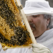 Smart City: Prendre exemple sur les abeilles pour relier les données entre elles et épargner les ressources.