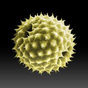 Infos sur le pollen pour les allergiques